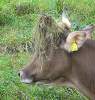 (Foto: Kuh mit Heubüschel auf dem Horn)