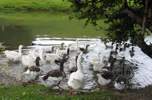 (Foto: eine Schar Enten und Gänse flüchtet vor mir in den Weiher)