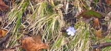 Foto: Leberblümchen im Wald