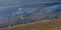 Fotos: letzte Eisschollen am Hopfensee, fliegende Enten