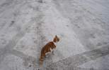 Foto: Katze auf Supermarkt-Parkplatz