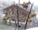 Foto: Orchideen vor Schneefall