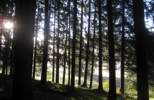 Foto: im Wald