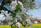 Foto: blhender Apfelbaum