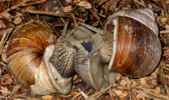 Foto: Schneckensex