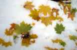 Foto: Herbstlaub im Schnee