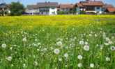 Foto: Wiese im Dorf; Hahnenfu blht, Lwenzahn Lichtlein
