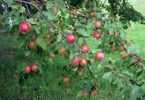 Fotos: Obst am Baum