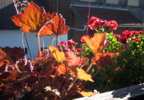 Foto: Balkonblumen