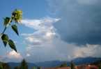 Foto: Balkon-Sonnenblume vor Gewitterwolke