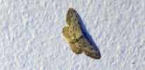 Foto: kleiner Schmetterling auf Zimmerwand