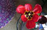 Foto: Tulpenblte, dreieckig geweitet