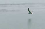 Foto: Eine Mwe fliegt dicht bers Wasser.