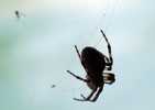 Foto: Spinne im Netz
