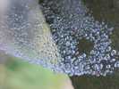 Foto: Spinnennetz mit Wassertropfen